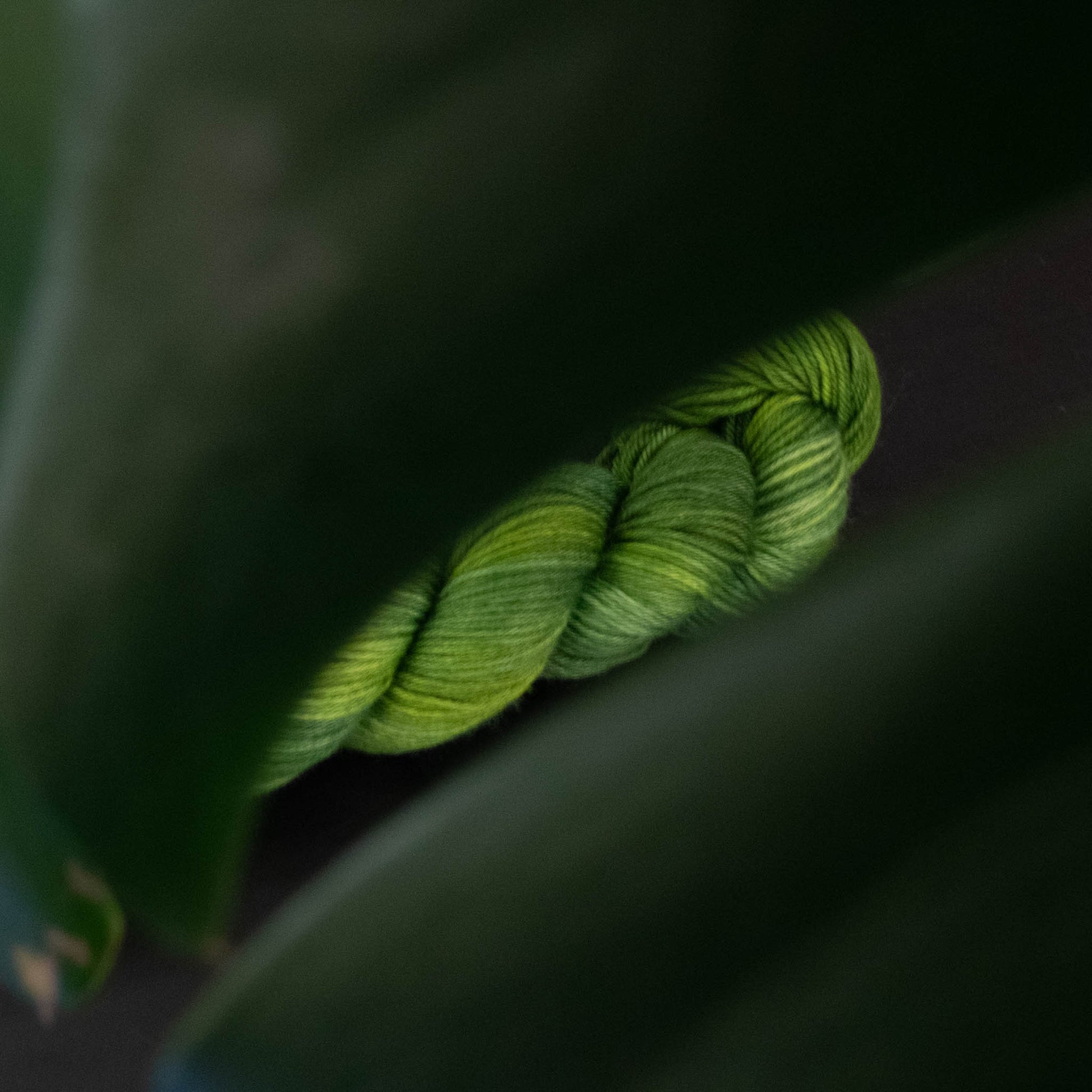 A skein of bright green yarn viewed behind the leaves of a plant.