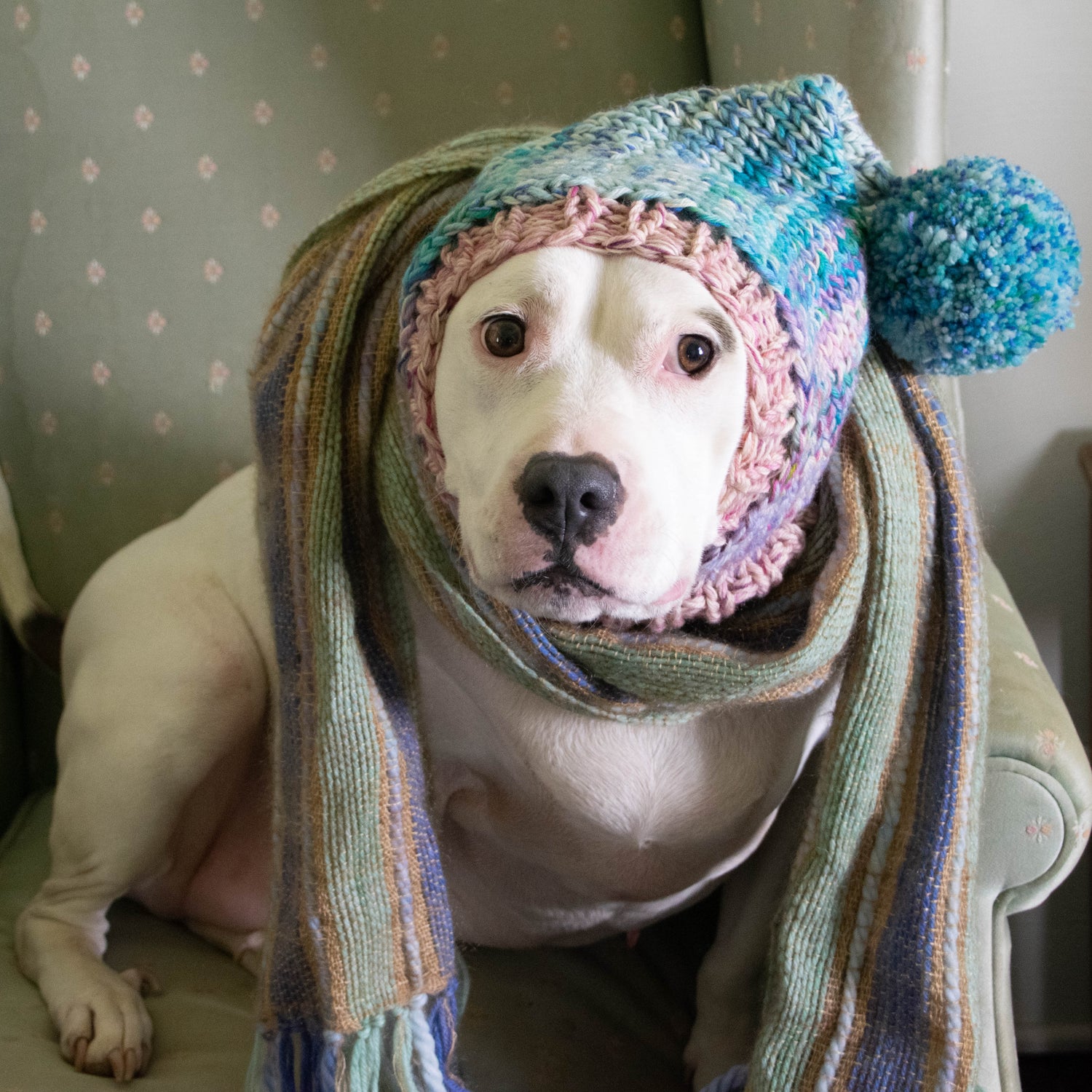 Pixie, a white pitbull, wearing a knit hat with a giant pom-pom and a woven scarf.
