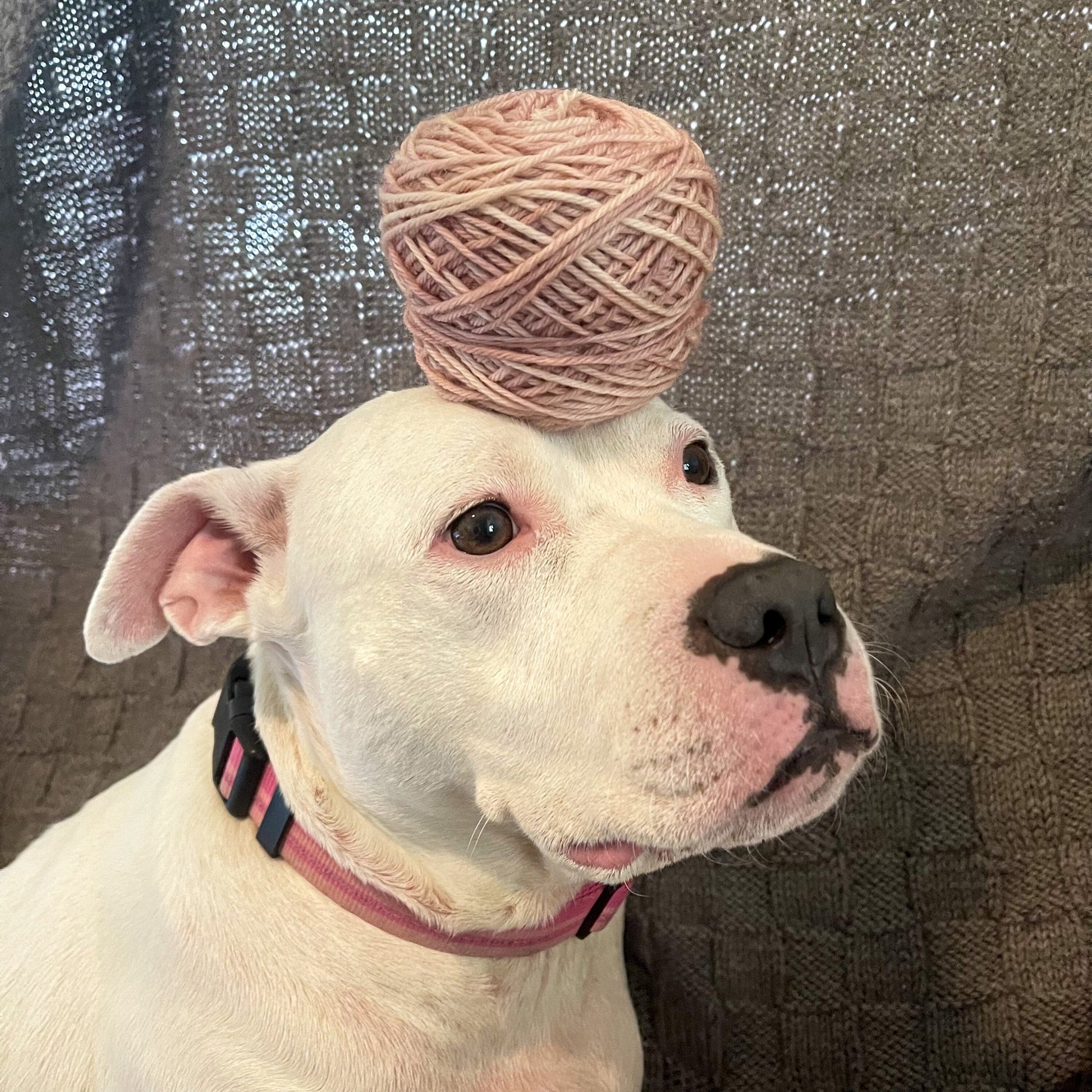 Our dog, Pixie, sits with a cake of Pink Pibble yarn balanced on her head. It's the same color as her ears, nose, and the skin around her eyes.